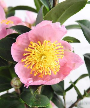 Close up of camellia pink sasanqua