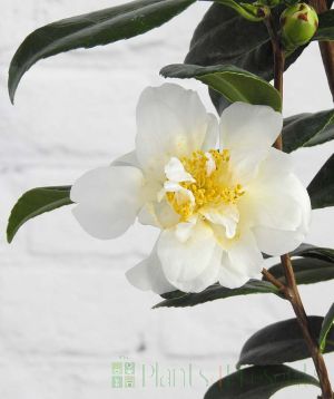 Silver Anniversary Camellia