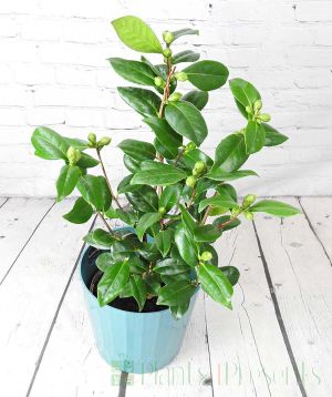 Large Camellia, Early winter