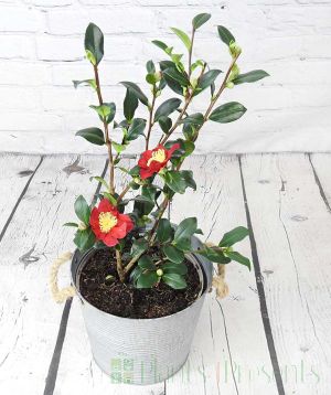 Yuletide red camellia