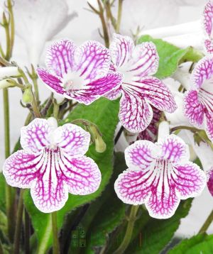 Streptocarpus