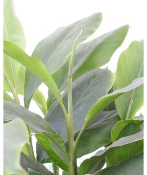 Close Up of Cardamom foliage