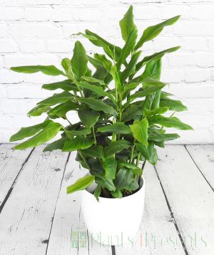 Cardamom plant in white ceramic pot