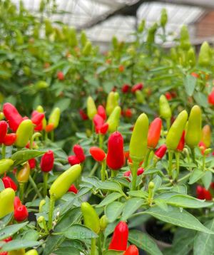 Ripe Prairie Fire Chillies