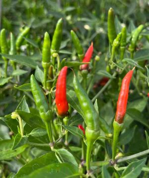 Thai Demon chilli fruits