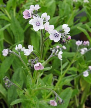 Pale Pink Chinese forget me not