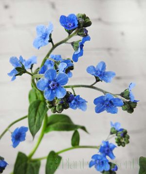 Blue Chinese Forget Me Not