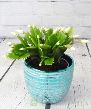 Christmas Cactus in Teal Pot