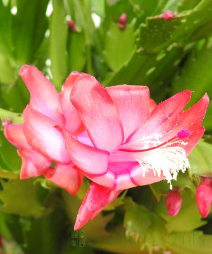 Schlumbergia flowers