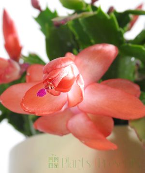 Close up of red Christmas cactus