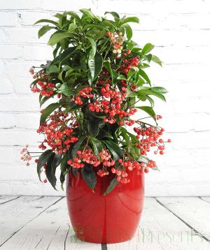 Smothered in coral berries in festive red pot