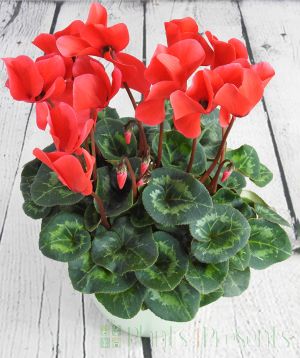 Red cyclamen pot