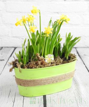 Daffodils in green planter 