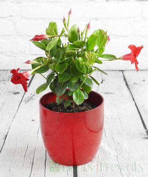 Red dipladenia in red pot