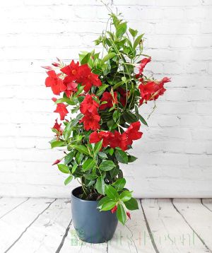 Tall Dipladenia with red flowers