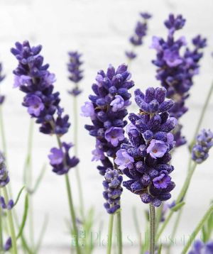 English Lavender Scented Flowers