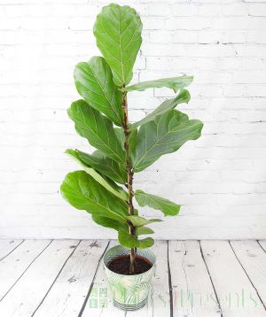 Tall fiddle leaf fig