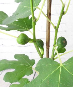 Brown turkey figs ripening 