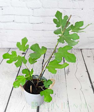 Young Figs mid-October getting ready to shed leaves for winter.