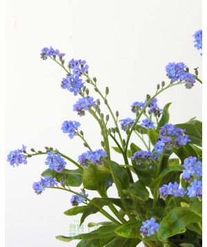 Forget me not flowers in Summer