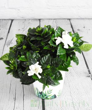 Gardenia in bud and bloom