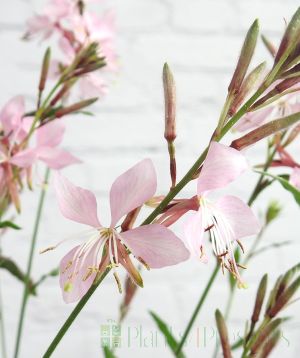 Pale Pink Gaura flowers
