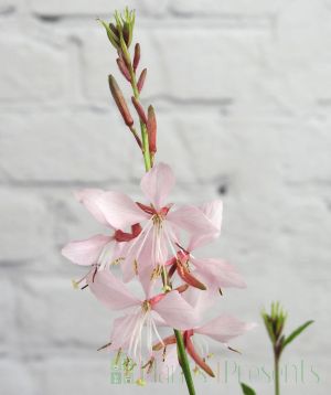 Pale pink Gaura flowers