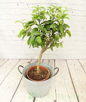 Large Grapefruit Tree with a full head of foliage