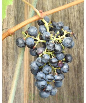 Regent grapes on vine
