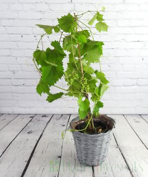 4 year old vine in summer