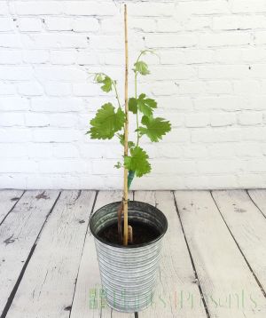 Bacchus vine with new season growth