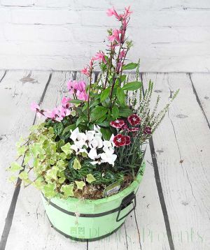 Seasonal flowering planted arrangement