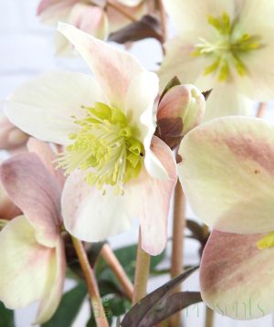 Cream Hellebore Close Up