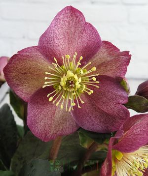 Close up pink hellebore