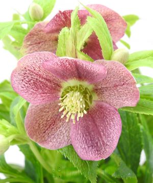 Purple Hellebore