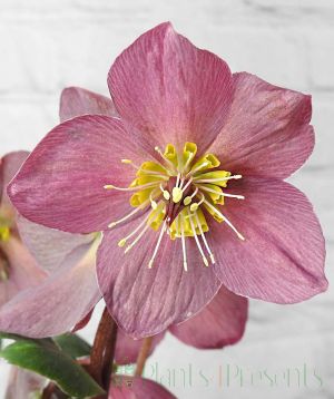 Red hellebore close up