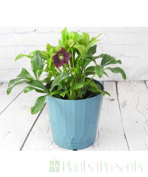 Purple Hellebore Viv Victoria in Teal recycled pot.