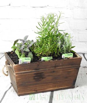 Dark Wood herb planter