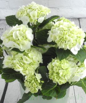 White hydrangea in full bloom from above