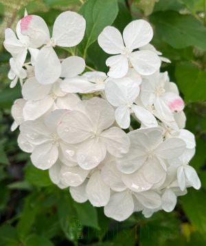 Autumn Hydrangea blooms