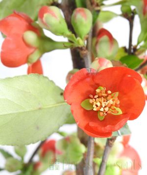 Close up of red Japanese Quince 