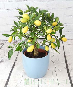 Mini Lemon Lyvia