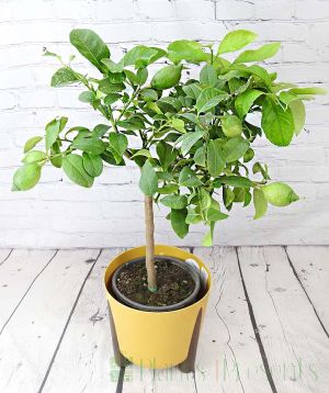 Large Lemon Tree