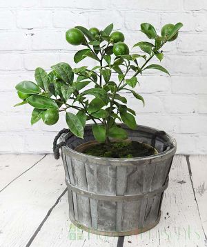 Lemon Meyer Bush in Grey Barrell