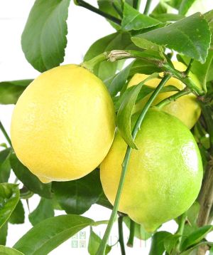To come - ripe lemon meyers