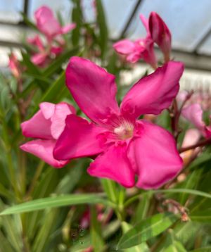 Oleander dark pink flowers