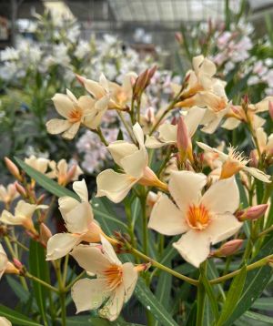 Oleander Flowers Apricot