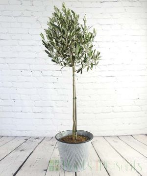 Large olive tree in zig zag pail