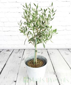 Olive tree in zig zag container