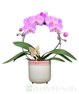 Mother's Day moth orchid